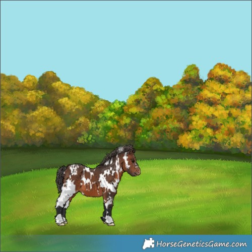 Horse Color:White Spotted Brown Appaloosa 