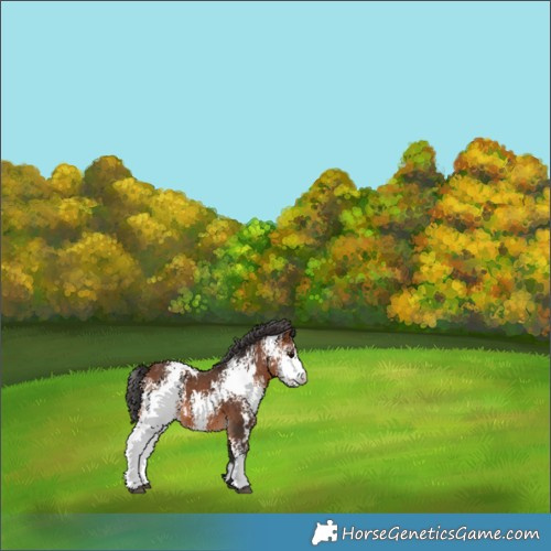 Horse Color:White Spotted Bay 
