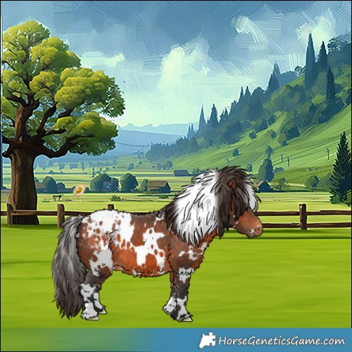 Horse Color:White Spotted Bay Appaloosa