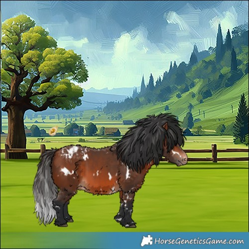 Horse Color:White Spotted Bay Appaloosa