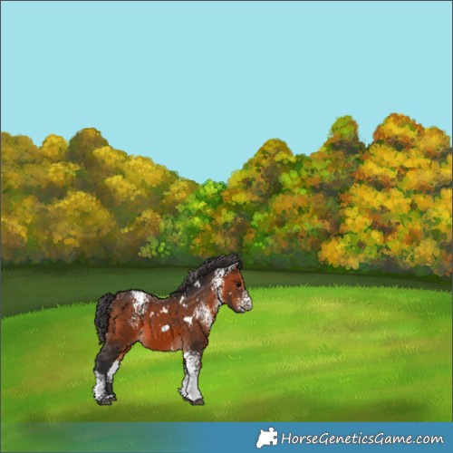 Horse Color:White Spotted Brown 