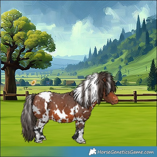 Horse Color:White Spotted Bay Appaloosa