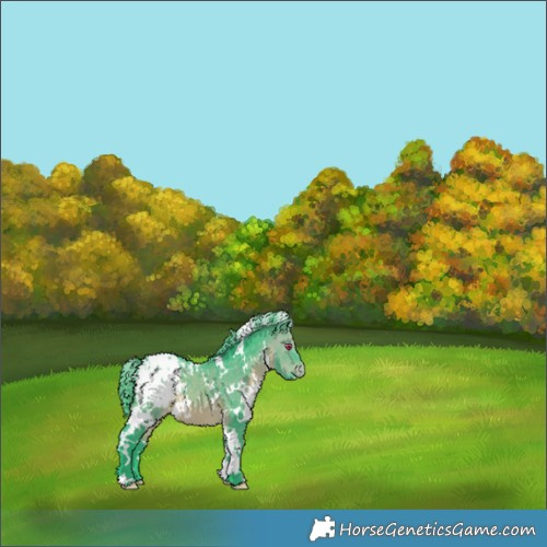 Horse Color:Watercolor White Spotted Brown Chinchilla Appaloosa 