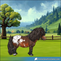 Horse Color:White Spotted Brown Appaloosa 