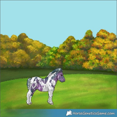 Horse Color:Watercolor White Spotted Bay Tobiano 