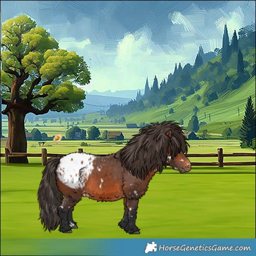 Horse Color:White Spotted Bay Appaloosa 