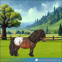 Horse Color:White Spotted Bay Appaloosa