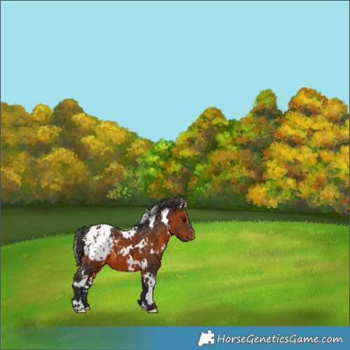 Horse Color:White Spotted Brown Appaloosa 