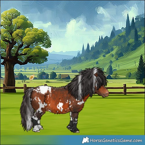 Horse Color:White Spotted Bay Appaloosa 