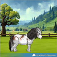 Horse Color:White Spotted Bay Appaloosa 