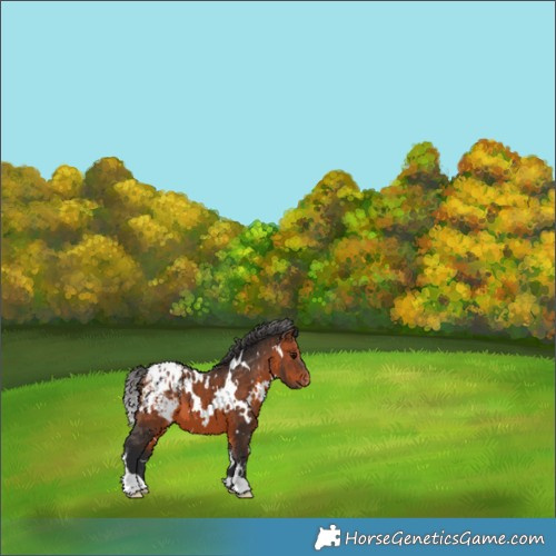 Horse Color:White Spotted Bay Appaloosa 