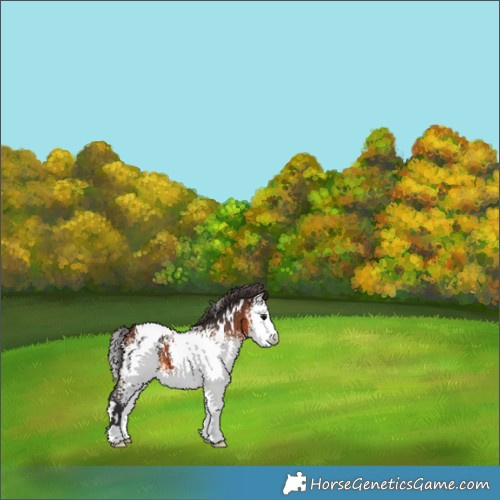Horse Color:White Spotted Bay Appaloosa 