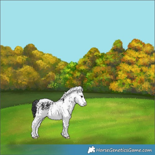 Horse Color:White Spotted Black 