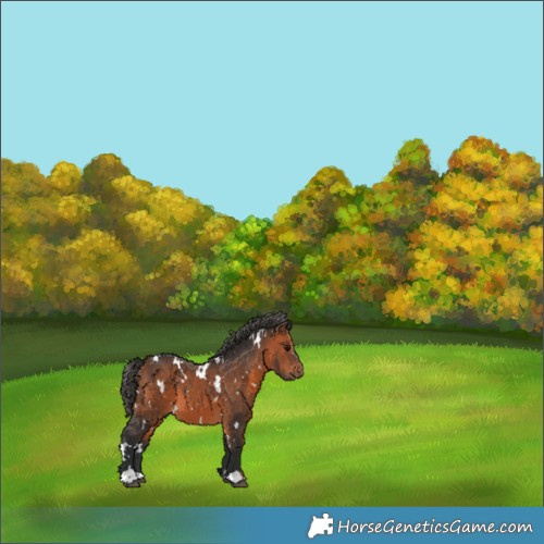 Horse Color:White Spotted Bay 