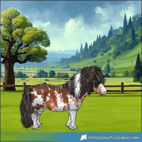 Horse Color:White Spotted Bay 