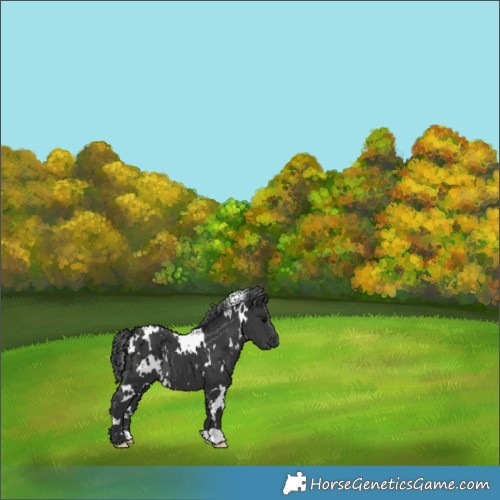 Horse Color:White Spotted Black 