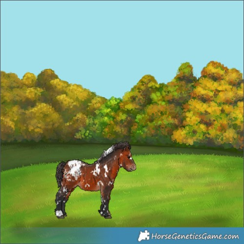 Horse Color:White Spotted Bay Appaloosa 