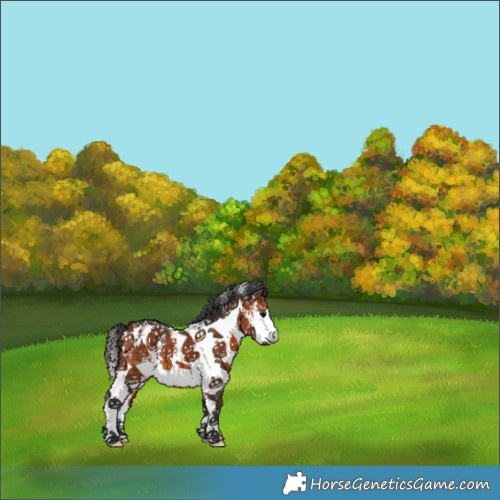 Horse Color:White Spotted Bay 
