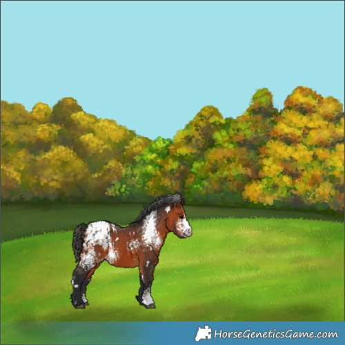 Horse Color:White Spotted Bay Appaloosa 