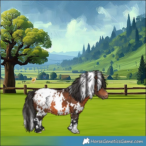 Horse Color:White Spotted Brown Appaloosa 
