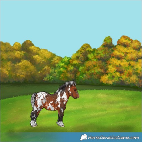 Horse Color:White Spotted Bay Appaloosa 