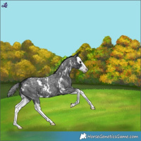 Horse Color:White Spotted Blue Roan Splash Appaloosa 