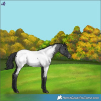 Horse Color:Blue Roan Near Fewspot 
