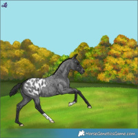 Horse Color:Blue Roan Appaloosa 