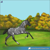 Horse Color:White Spotted Blue Roan 
