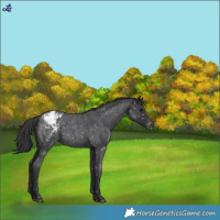 Horse Color:Blue Roan Snowflake Varnish