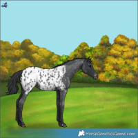 Horse Color:Blue Roan Appaloosa 