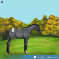 Horse Color:Blue Roan Snowflake Varnish 