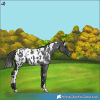 Horse Color:White Spotted Blue Roan Near Leopard 