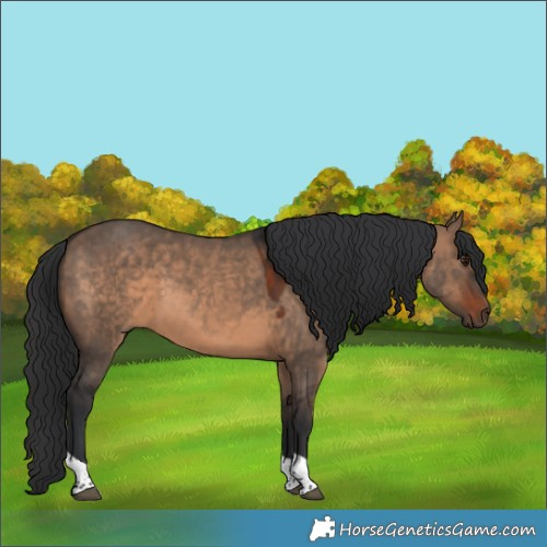 Horse Color:Brown Dun Tobiano 