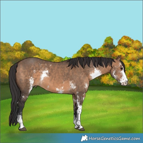 Horse Color:Brown Dun Sabino 