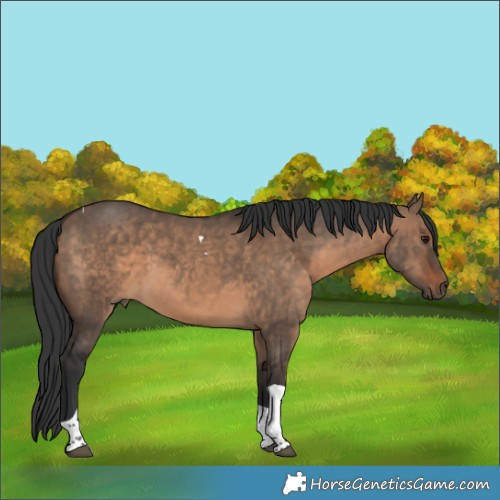 Horse Color:Brown Dun Tobiano 