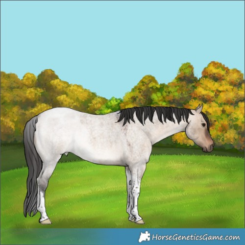 Horse Color:Brown Roan Dun Tobiano 