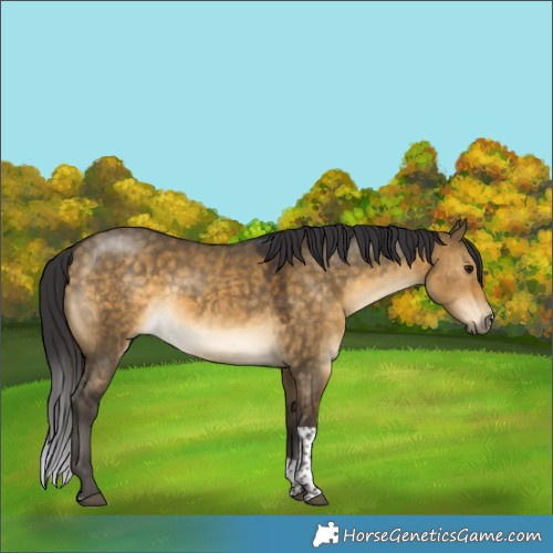 Horse Color:Buckskin Dun Sabino Tobiano Rabicano 
