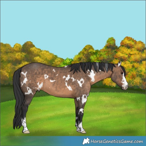 Horse Color:White Spotted Brown Dun Sabino 