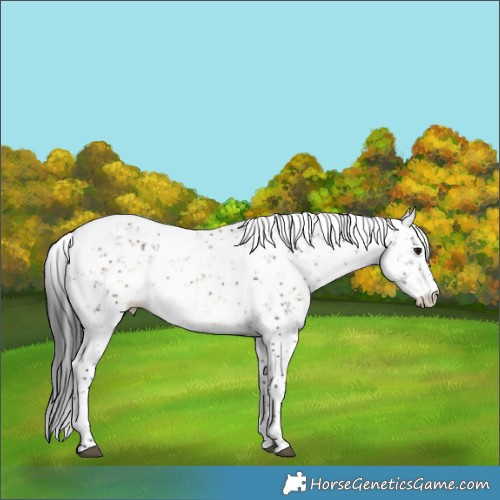 Horse Color:Brown Dun Sabino 