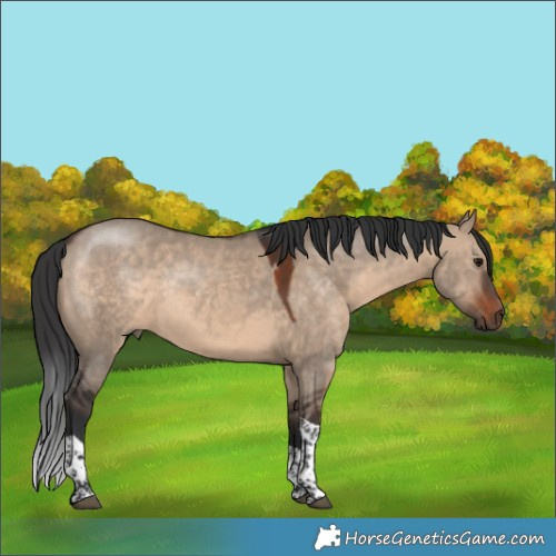Horse Color:Brown Dun Sabino Tobiano Rabicano 