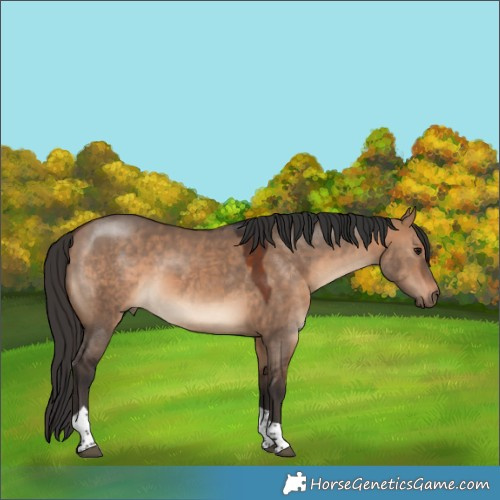 Horse Color:Bay Dun Tobiano 