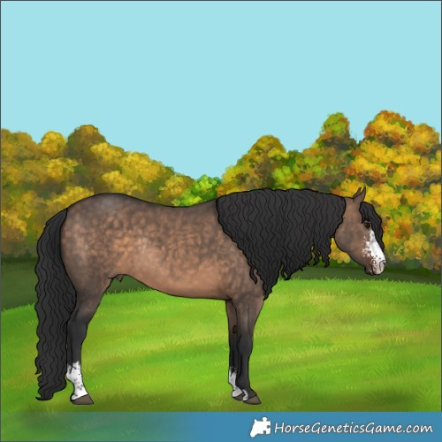 Horse Color:Brown Dun Sabino Rabicano 