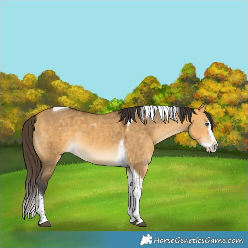 Horse Color:Buckskin Dun Splash Tobiano 