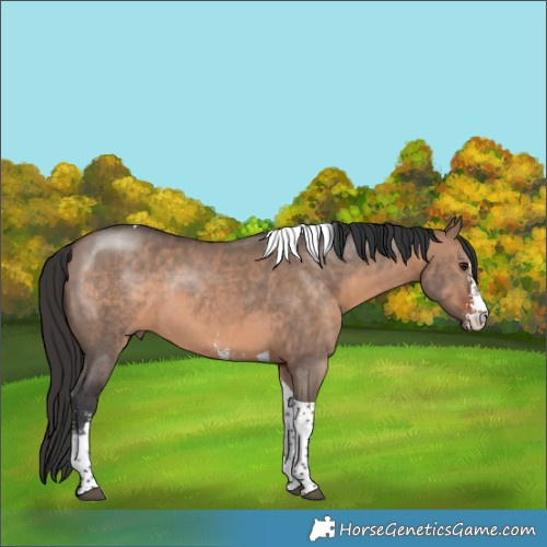 Horse Color:Brown Dun Sabino Tobiano 