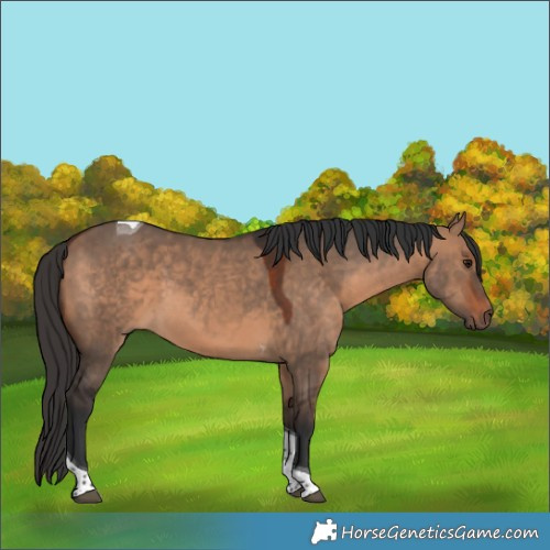 Horse Color:Bay Dun Tobiano 