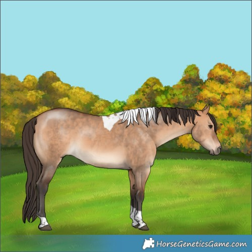 Horse Color:Bay Dun Tobiano 