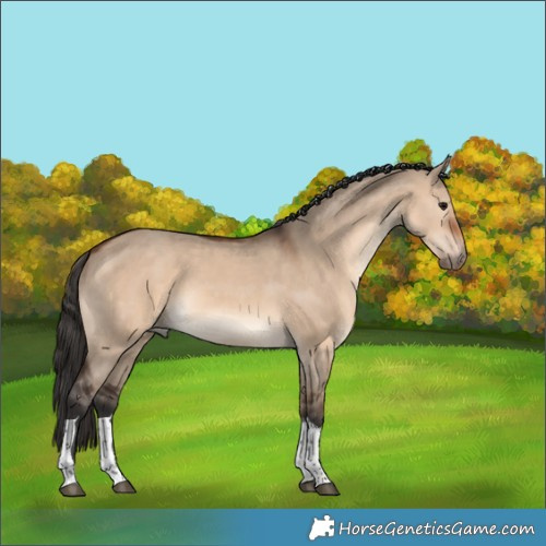 Horse Color:Brown Dun Tobiano 