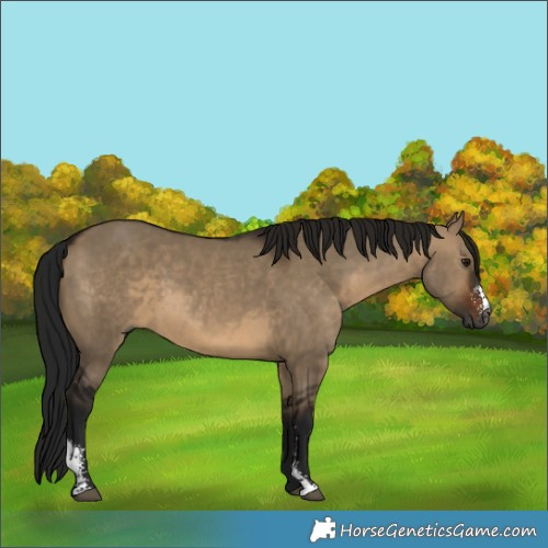 Horse Color:Gray Brown Dun Sabino 