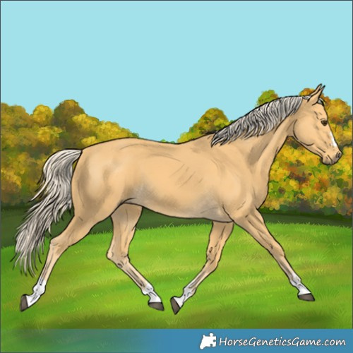 Horse Color:Unknown 